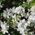 <em>Exochorda x macrantha</em> 'The Bride' 11/04/2019