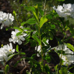 <em>Exochorda x macrantha</em> 'The Bride' 16/04/2017