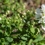 <em>Exochorda x macrantha</em> 'The Bride' 17/03/2019