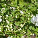 <em>Exochorda x macrantha</em> 'The Bride' 18/03/2020