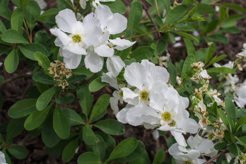 Exochorda x macrantha 'The Bride' 24/04/2015