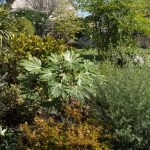 <em>Fatsia japonica</em>  Spider's Web 05/10/2025