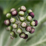 <em>Fatsia japonica</em>  Spider's Web