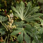 <em>Fatsia japonica</em>  Spider's Web 23/10/2025
