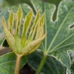 <em>Fatsia japonica</em>  Spider's Web 29/03/2022