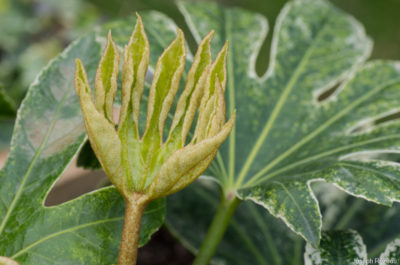 Nouvelles pousses de printemps