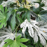 <em>Fatsia japonica</em>  Spider's Web 31/10/2023