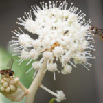 <em>Fatsia japonica</em>  Spider's Web 31/10/2023