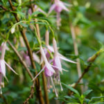 <em>Fuchsia magellanica</em>  var. molinae 18/06/2022