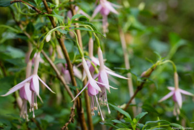 Début de floraison mi-juin 2022