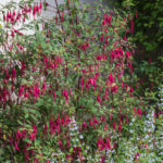 <em>Fuchsia magellanica</em> ‘Riccartonii’ 08/08/2021