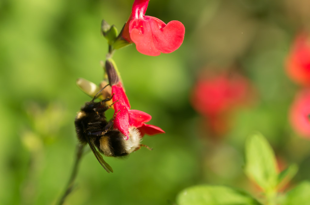 8:23 Wake up little bumblebee! Going, going,...