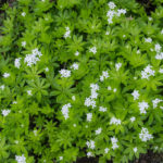 <em>Galium odoratum</em> 07/05/2020