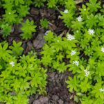 <em>Galium odoratum</em> 16/05/2019