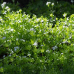 <em>Galium odoratum</em> 24/05/2021