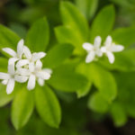 <em>Galium odoratum</em> 26/04/2020