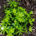 <em>Galium odoratum</em> 31/05/2018