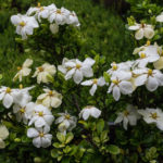 <em>Gardenia jasminoides</em> 'Kleim's Hardy' 01/07/2020