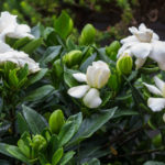 <em>Gardenia jasminoides</em> ‘Double Mint’ 25/06/2022