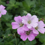 <em>Geranium Dreamland</em> 'Breamdream' 02/06/2019