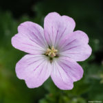 <em>Geranium Dreamland</em> 'Breamdream' 12/06/2021