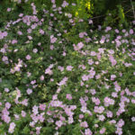 <em>Geranium Dreamland</em> 'Breamdream' 20/08/2019