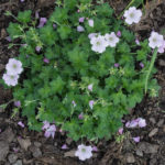 <em>Geranium Dreamland</em> 'Breamdream' 25/05/2019