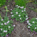 <em>Geranium Dreamland</em> 'Breamdream' 30/05/2019