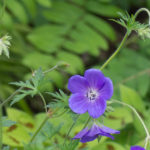 <em>Geranium</em> 'Orion' 10/06/2021