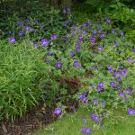 <em>Geranium</em> 'Orion' 12/06/2025