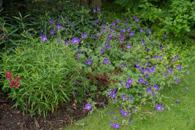 pleine floraison mi juin 2025