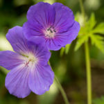 <em>Geranium</em> 'Orion' 18/05/2023