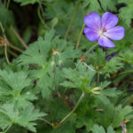 <em>Geranium</em> Rozanne 10/06/2021