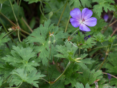 Beginning of blooming (late this year)