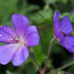 <em>Geranium</em> Rozanne 11/06/2016