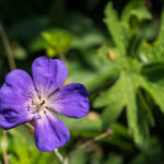 <em>Geranium</em> Rozanne 26/04/2020