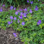 <em>Geranium</em> Rozanne 29/05/2015