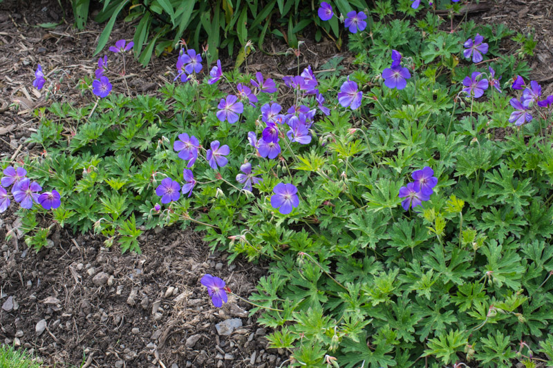 Geranium Rozanne 29/05/2015