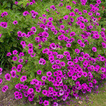 <em>Geranium psilostemon</em> 11/06/2015