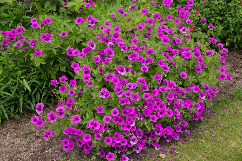 Abundant flowering in June