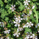 <em>Geranium renardii</em> 11/04/2019