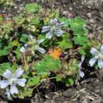 <em>Geranium renardii</em> 14/05/2017