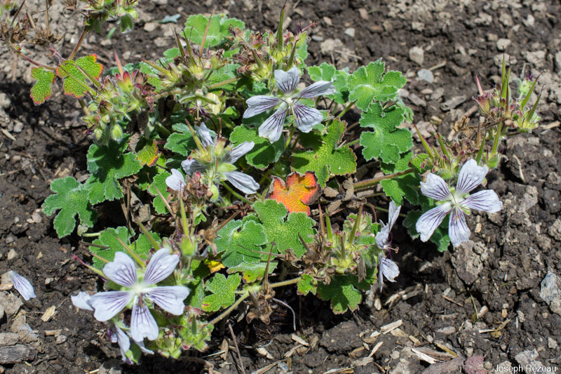 Just planted with a few flowers