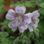 <em>Geranium renardii</em> 28/05/2017