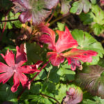 <em>Geranium x cantabrigiense</em> 'Cambridge' 18/10/2020