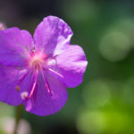 <em>Geranium x cantabrigiense</em> 'Cambridge' 08/05/2018