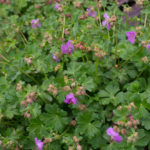 <em>Geranium x cantabrigiense</em> 'Cambridge' 22/05/2021