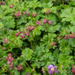 <em>Geranium x cantabrigiense</em> 'Cambridge' 22/05/2021