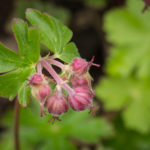 <em>Geranium x cantabrigiense</em> 'Cambridge' 30/04/2020