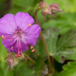 <em>Geranium x cantabrigiense</em> 'Cambridge' 30/04/2020